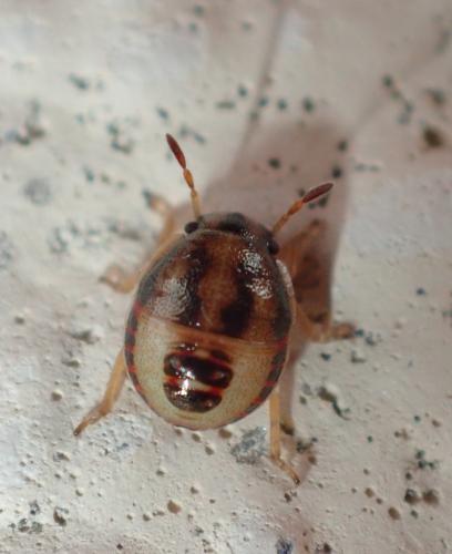 Réf. 192 122 : Holcostethus sp.